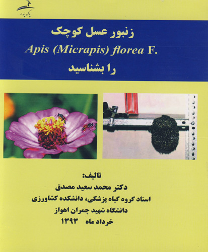 زنبور عسل کوچک .Apis (Micrapis) florea F  را بشناسید